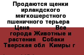 Продаются щенки ирландского мягкошерстного пшеничного терьера › Цена ­ 30 000 - Все города Животные и растения » Собаки   . Тверская обл.,Кимры г.